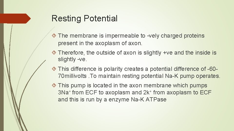 Resting Potential The membrane is impermeable to –vely charged proteins present in the axoplasm Resting Potential The membrane is impermeable to –vely charged proteins present in the axoplasm