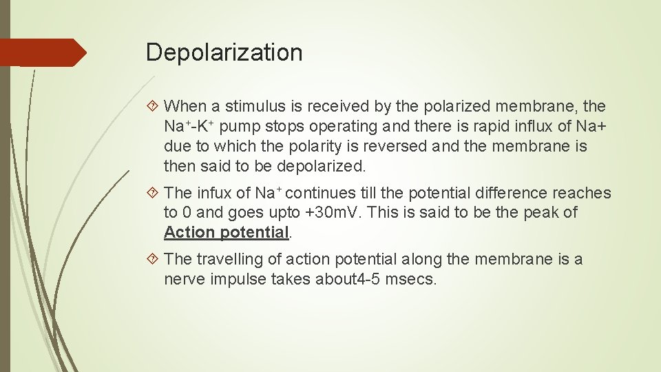 Depolarization When a stimulus is received by the polarized membrane, the Na+-K+ pump stops Depolarization When a stimulus is received by the polarized membrane, the Na+-K+ pump stops