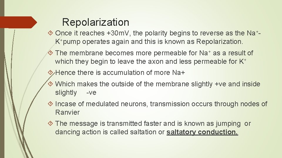 Repolarization Once it reaches +30 m. V, the polarity begins to reverse as the Repolarization Once it reaches +30 m. V, the polarity begins to reverse as the