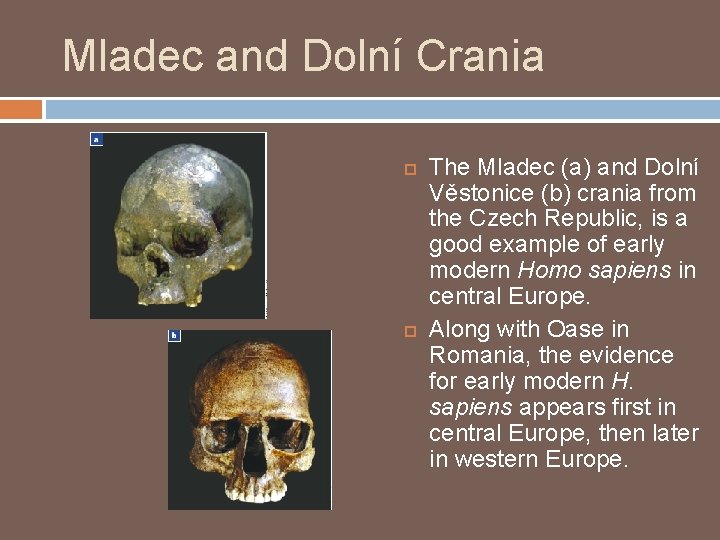 Mladec and Dolní Crania The Mladec (a) and Dolní Věstonice (b) crania from the