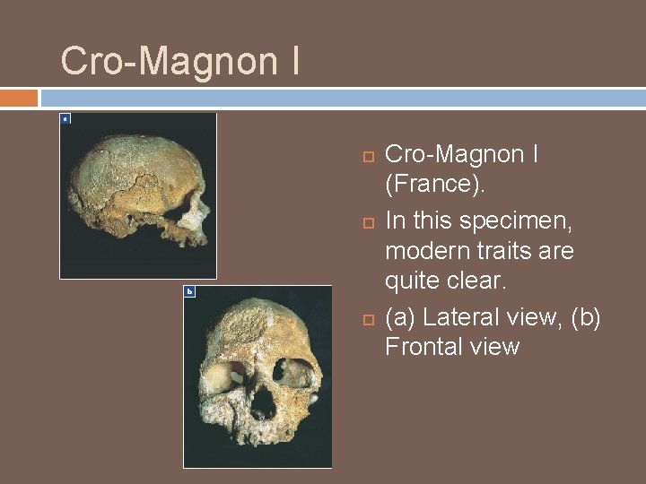 Cro-Magnon I Cro-Magnon I (France). In this specimen, modern traits are quite clear. (a) Cro-Magnon I Cro-Magnon I (France). In this specimen, modern traits are quite clear. (a)