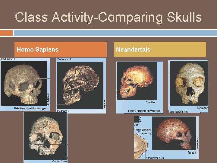 Class Activity-Comparing Skulls Homo Sapiens Neandertals 