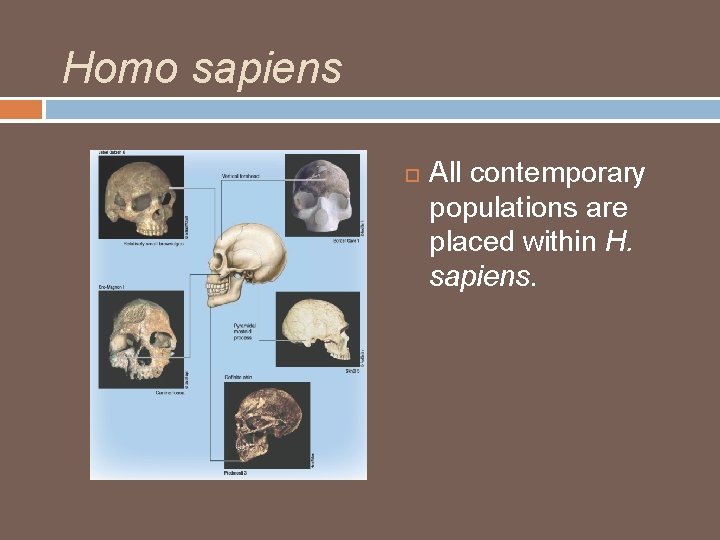 Homo sapiens All contemporary populations are placed within H. sapiens. Homo sapiens All contemporary populations are placed within H. sapiens.