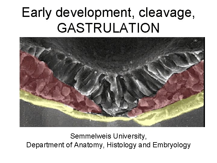 Early development, cleavage, GASTRULATION Semmelweis University, Department of Anatomy, Histology and Embryology 