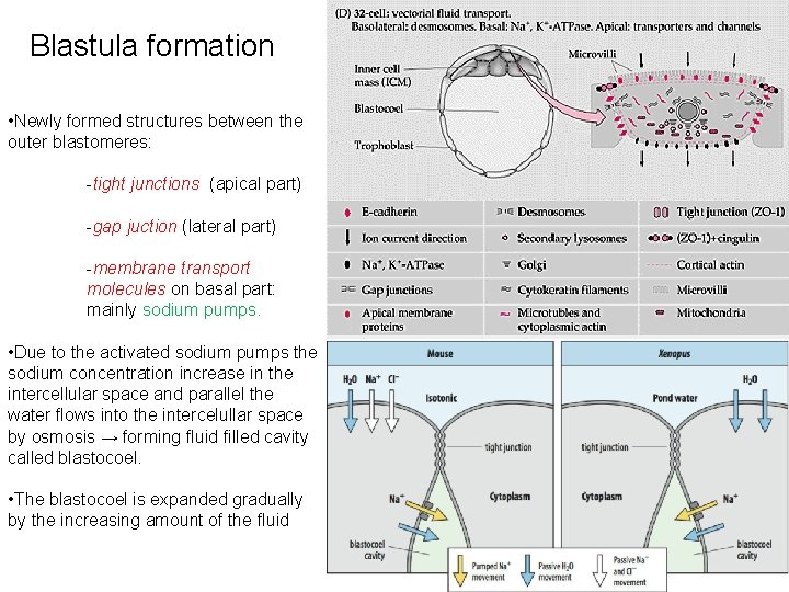 Blastula formation • Newly formed structures between the outer blastomeres: -tight junctions (apical part)