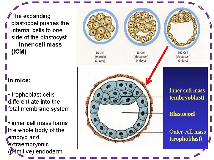 The expanding blastocoel pushes the internal cells to one side of the blastocyst →