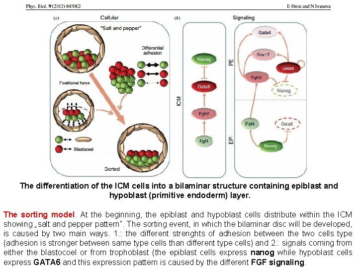 The differentiation of the ICM cells into a bilaminar structure containing epiblast and hypoblast