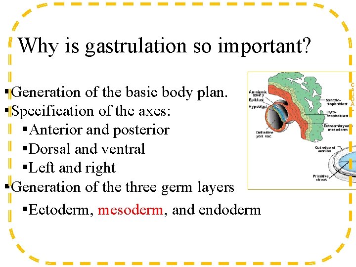 Why is gastrulation so important? §Generation of the basic body plan. §Specification of the