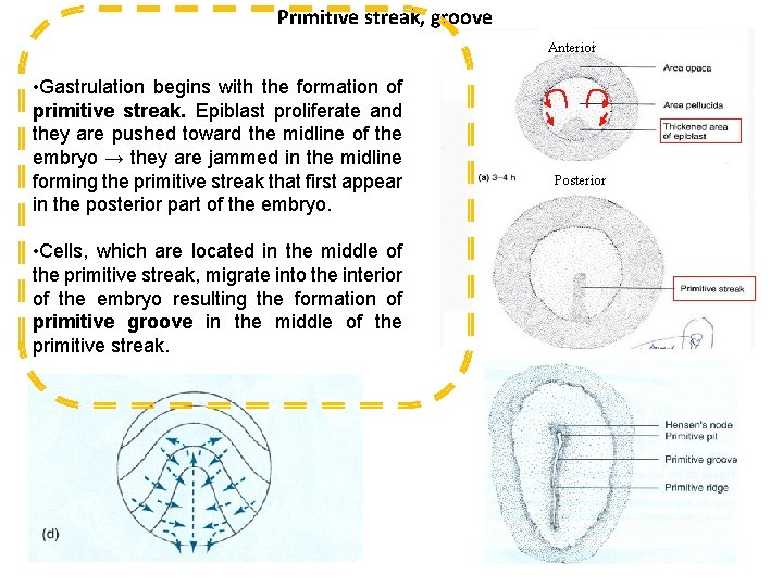 Primitive streak, groove Anterior • Gastrulation begins with the formation of primitive streak. Epiblast