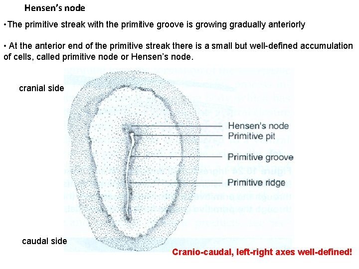 Hensen’s node • The primitive streak with the primitive groove is growing gradually anteriorly