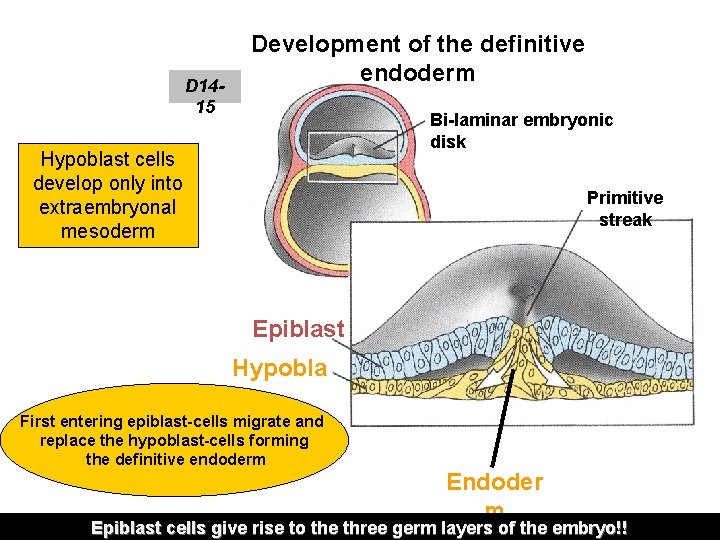 D 1415 Development of the definitive endoderm Bi-laminar embryonic disk Hypoblast cells develop only