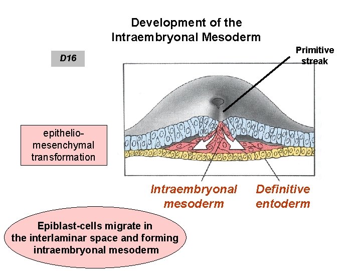 Development of the Intraembryonal Mesoderm Primitive streak D 16 epitheliomesenchymal transformation Intraembryonal mesoderm Epiblast-cells