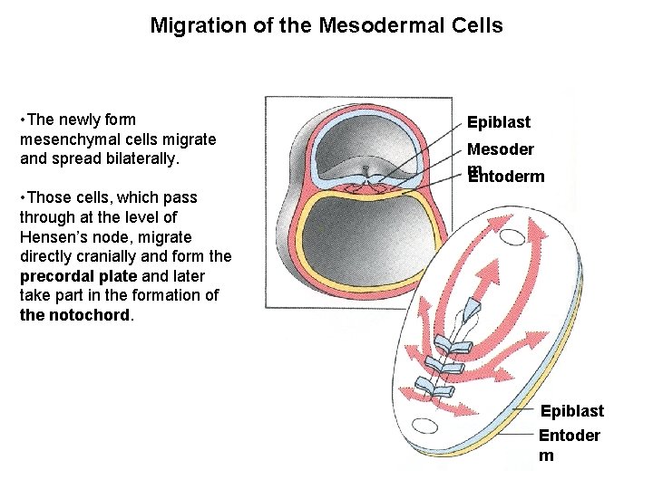 Migration of the Mesodermal Cells • The newly form mesenchymal cells migrate and spread