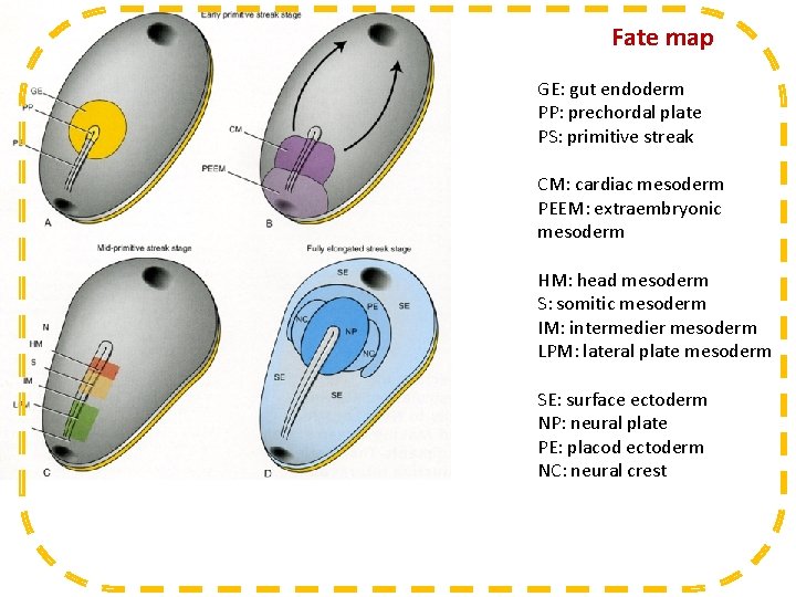 Fate map GE: gut endoderm PP: prechordal plate PS: primitive streak CM: cardiac mesoderm