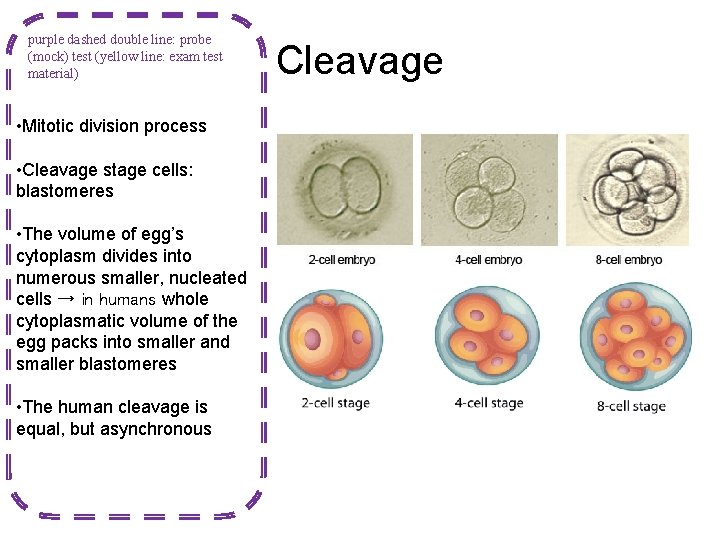 purple dashed double line: probe (mock) test (yellow line: exam test material) • Mitotic