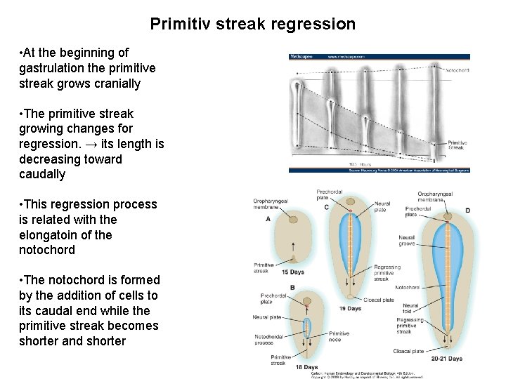 Primitiv streak regression • At the beginning of gastrulation the primitive streak grows cranially