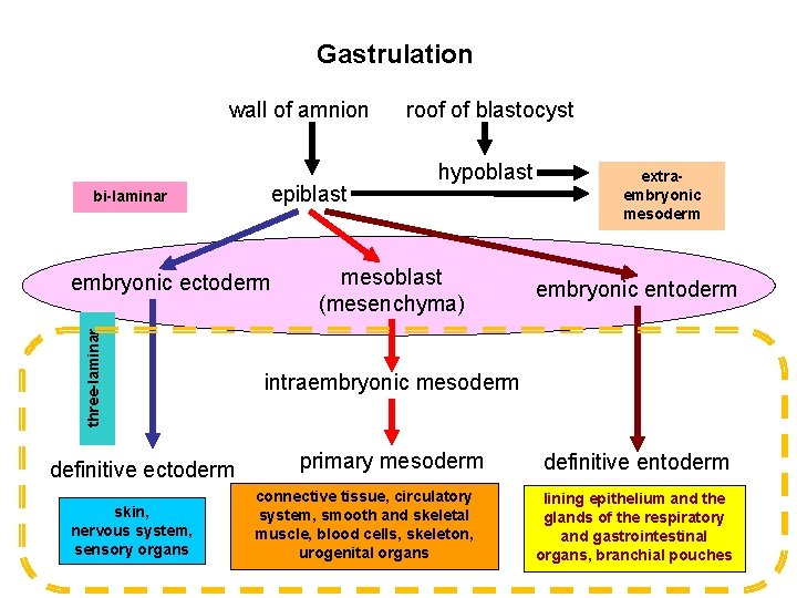 Gastrulation wall of amnion bi-laminar epiblast three-laminar embryonic ectoderm definitive ectoderm skin, nervous system,