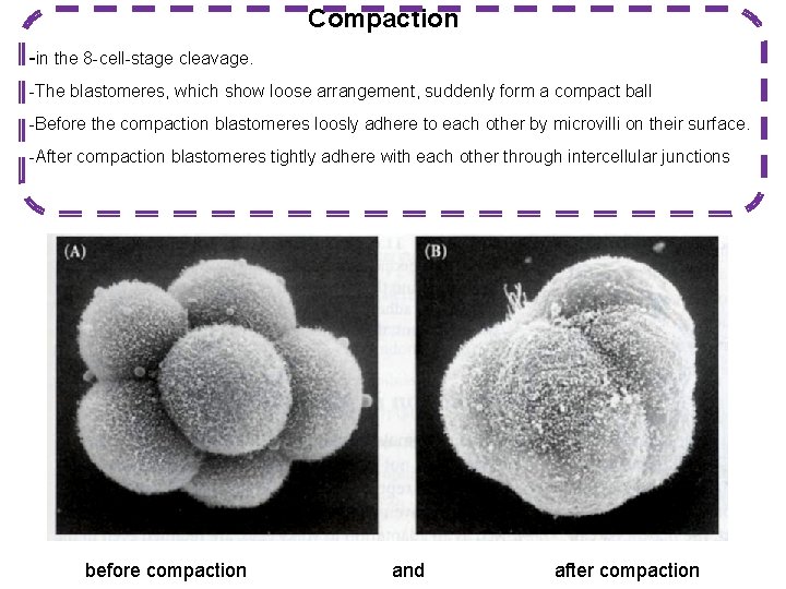 Compaction -in the 8 -cell-stage cleavage. -The blastomeres, which show loose arrangement, suddenly form