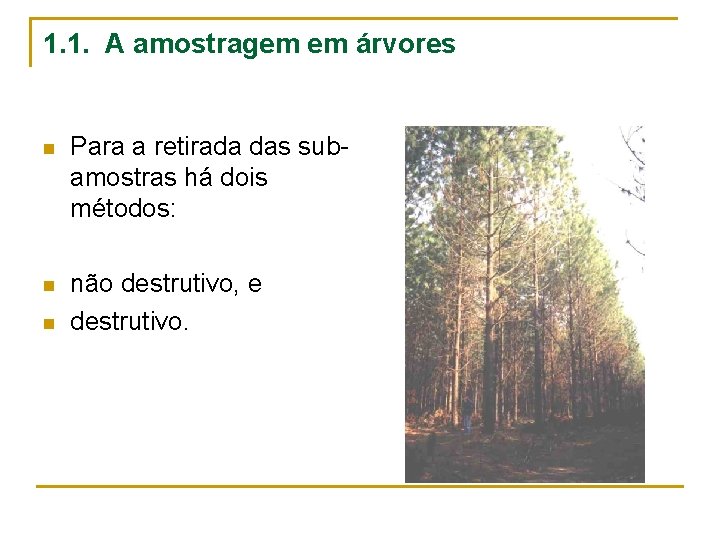 1. 1. A amostragem em árvores n Para a retirada das subamostras há dois