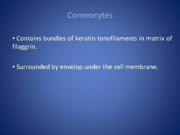 Corneocytes • Contains bundles of keratin tonofilaments in matrix of filaggrin. • Surrounded by