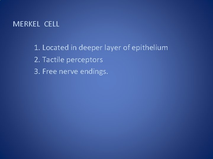 MERKEL CELL 1. Located in deeper layer of epithelium 2. Tactile perceptors 3. Free