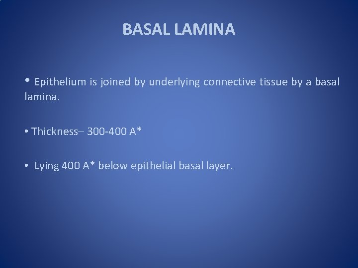 BASAL LAMINA • Epithelium is joined by underlying connective tissue by a basal lamina.