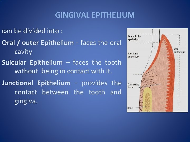GINGIVAL EPITHELIUM can be divided into : Oral / outer Epithelium - faces the
