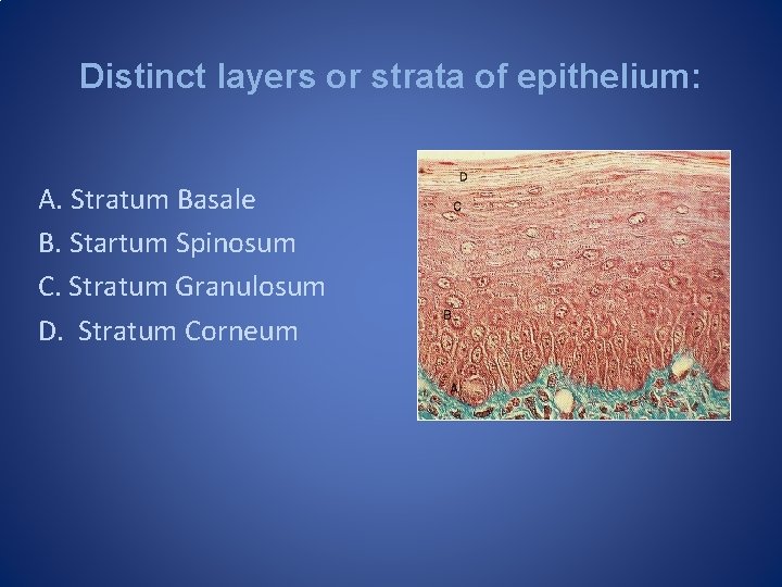 Distinct layers or strata of epithelium: A. Stratum Basale B. Startum Spinosum C. Stratum