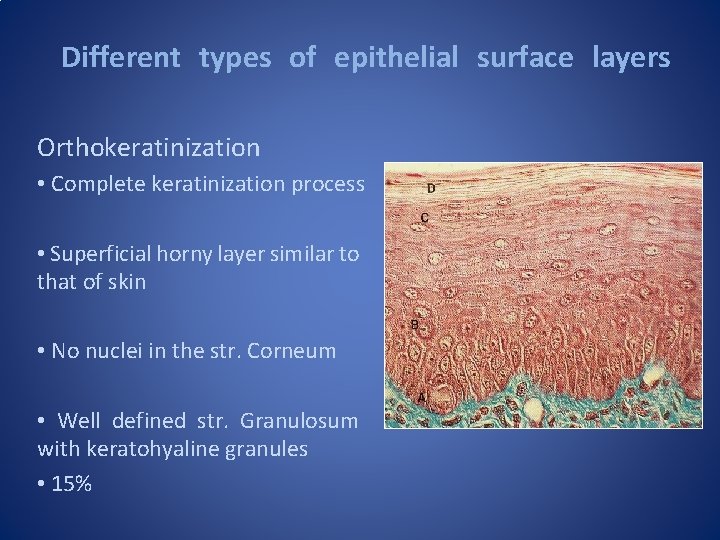 Different types of epithelial surface layers Orthokeratinization • Complete keratinization process • Superficial horny