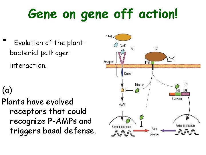 Gene on gene off action! • Evolution of the plant– bacterial pathogen interaction. (a) Gene on gene off action! • Evolution of the plant– bacterial pathogen interaction. (a)