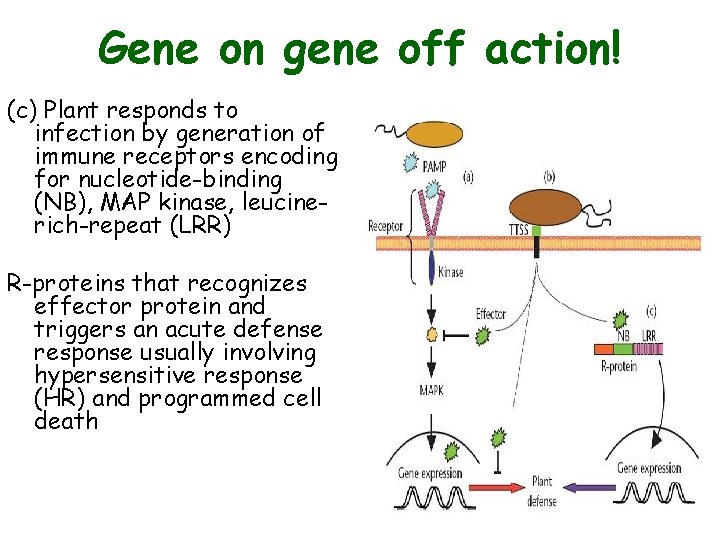 Gene on gene off action! (c) Plant responds to infection by generation of immune Gene on gene off action! (c) Plant responds to infection by generation of immune