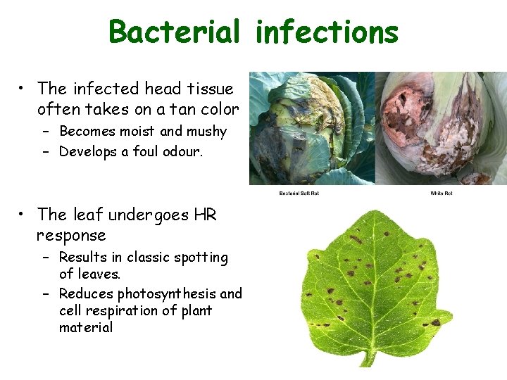 Bacterial infections • The infected head tissue often takes on a tan color – Bacterial infections • The infected head tissue often takes on a tan color –