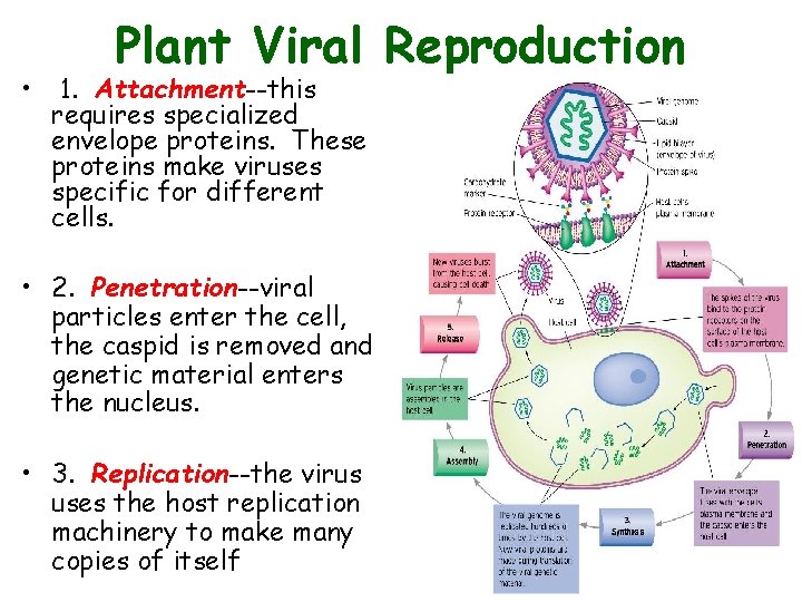 • Plant Viral Reproduction 1. Attachment--this requires specialized envelope proteins. These proteins make • Plant Viral Reproduction 1. Attachment--this requires specialized envelope proteins. These proteins make