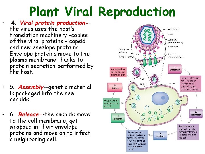 • Plant Viral Reproduction 4. Viral protein production-the virus uses the host’s translation • Plant Viral Reproduction 4. Viral protein production-the virus uses the host’s translation