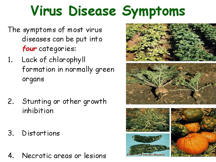 Virus Disease Symptoms The symptoms of most virus diseases can be put into four Virus Disease Symptoms The symptoms of most virus diseases can be put into four