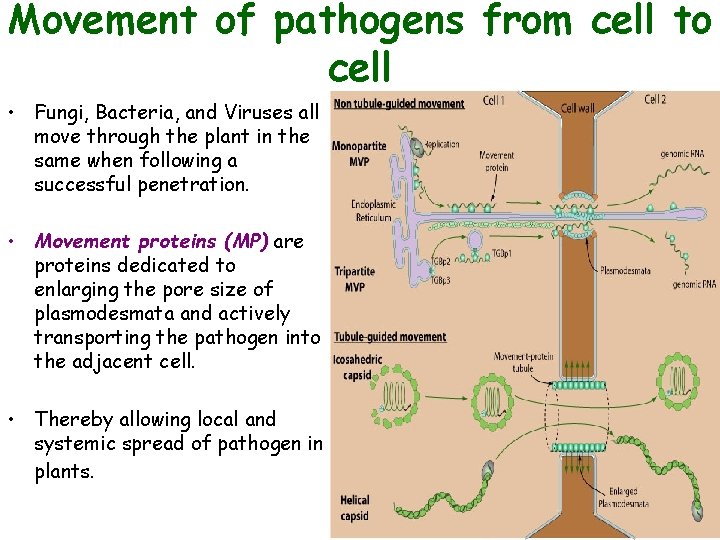 Movement of pathogens from cell to cell • Fungi, Bacteria, and Viruses all move Movement of pathogens from cell to cell • Fungi, Bacteria, and Viruses all move