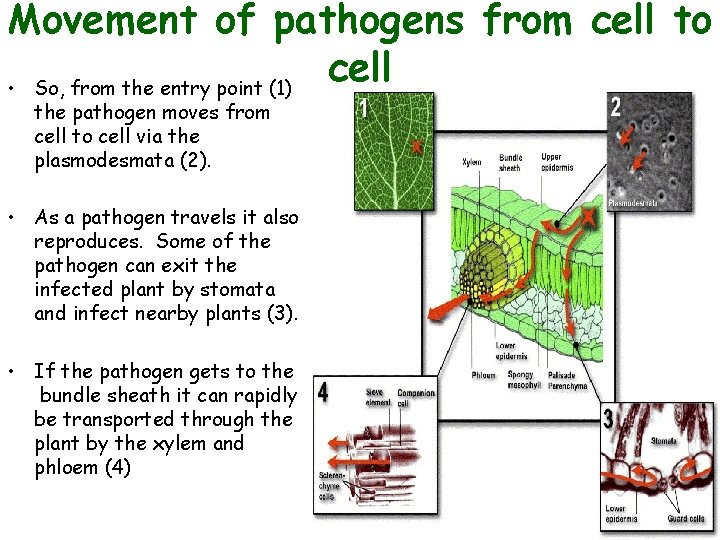 Movement of pathogens from cell to cell • So, from the entry point (1) Movement of pathogens from cell to cell • So, from the entry point (1)