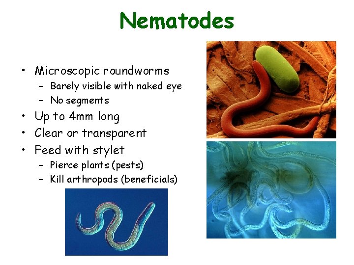 Nematodes • Microscopic roundworms – Barely visible with naked eye – No segments • Nematodes • Microscopic roundworms – Barely visible with naked eye – No segments •