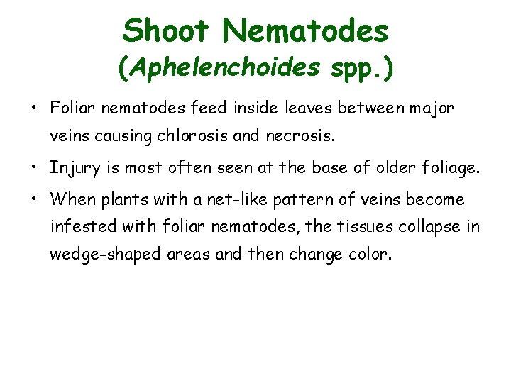 Shoot Nematodes (Aphelenchoides spp. ) • Foliar nematodes feed inside leaves between major veins Shoot Nematodes (Aphelenchoides spp. ) • Foliar nematodes feed inside leaves between major veins