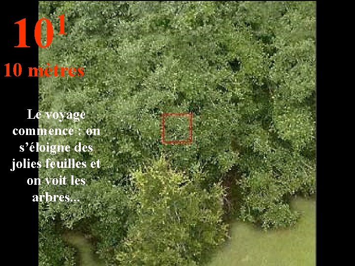 1 10 10 mètres Le voyage commence : on s’éloigne des jolies feuilles et 1 10 10 mètres Le voyage commence : on s’éloigne des jolies feuilles et