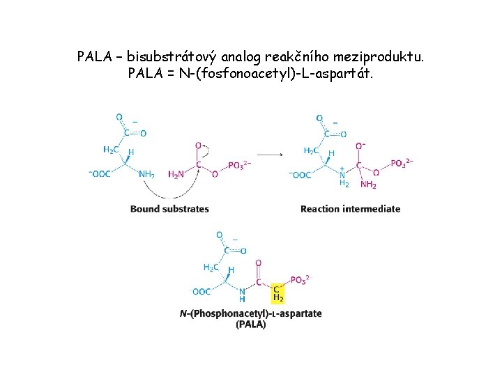 PALA – bisubstrátový analog reakčního meziproduktu. PALA = N-(fosfonoacetyl)-L-aspartát. 