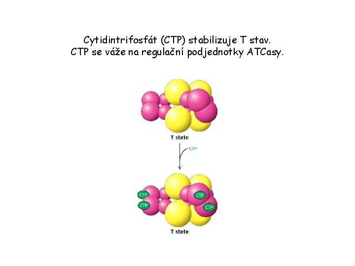 Cytidintrifosfát (CTP) stabilizuje T stav. CTP se váže na regulační podjednotky ATCasy. 