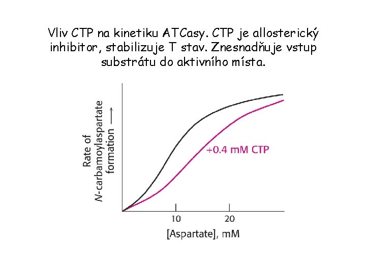 Vliv CTP na kinetiku ATCasy. CTP je allosterický inhibitor, stabilizuje T stav. Znesnadňuje vstup