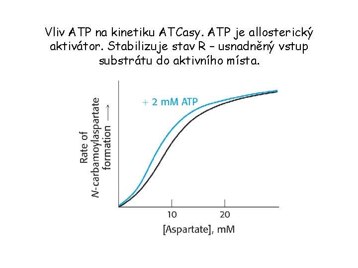 Vliv ATP na kinetiku ATCasy. ATP je allosterický aktivátor. Stabilizuje stav R – usnadněný
