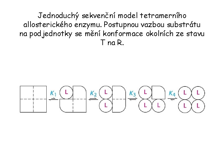 Jednoduchý sekvenční model tetramerního allosterického enzymu. Postupnou vazbou substrátu na podjednotky se mění konformace