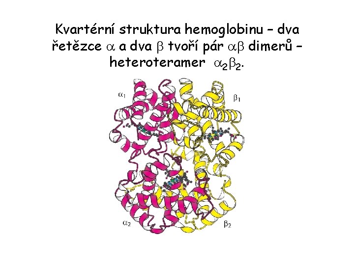 Kvartérní struktura hemoglobinu – dva řetězce a a dva b tvoří pár ab dimerů