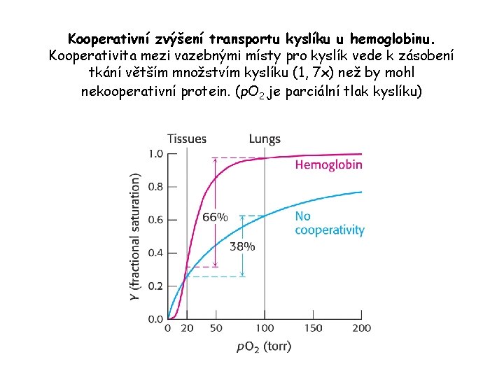 Kooperativní zvýšení transportu kyslíku u hemoglobinu. Kooperativita mezi vazebnými místy pro kyslík vede k