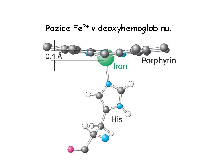 Pozice Fe 2+ v deoxyhemoglobinu. 
