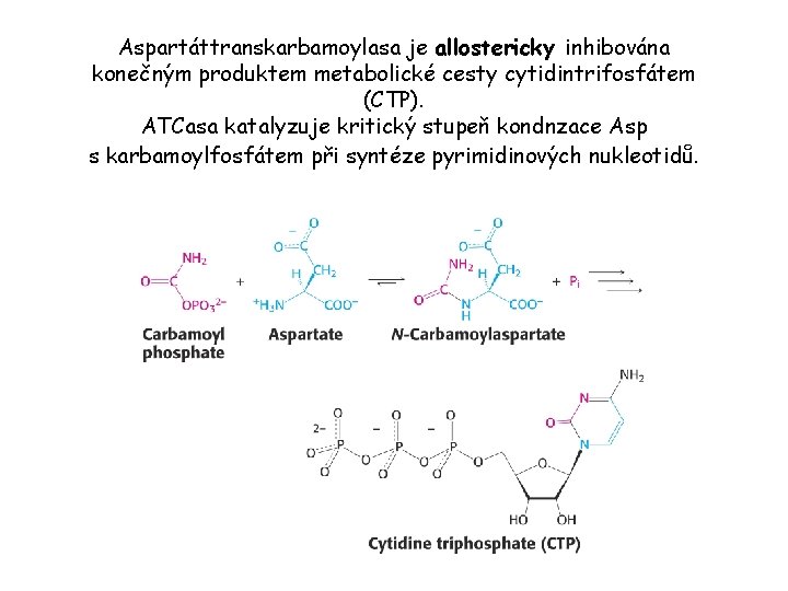Aspartáttranskarbamoylasa je allostericky inhibována konečným produktem metabolické cesty cytidintrifosfátem (CTP). ATCasa katalyzuje kritický stupeň