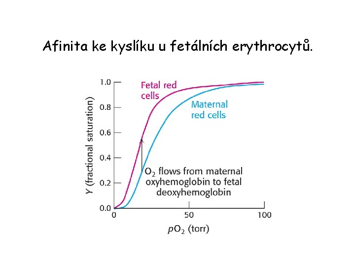 Afinita ke kyslíku u fetálních erythrocytů. 